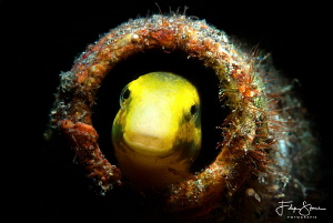 Peek a boo! Lembeh strait, Indonesia by Filip Staes 